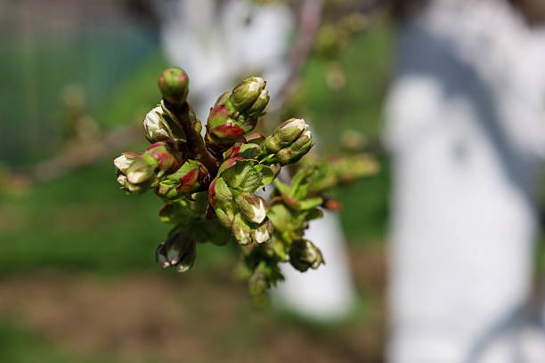 istock Cherry blossom buds on a branch 2209025453