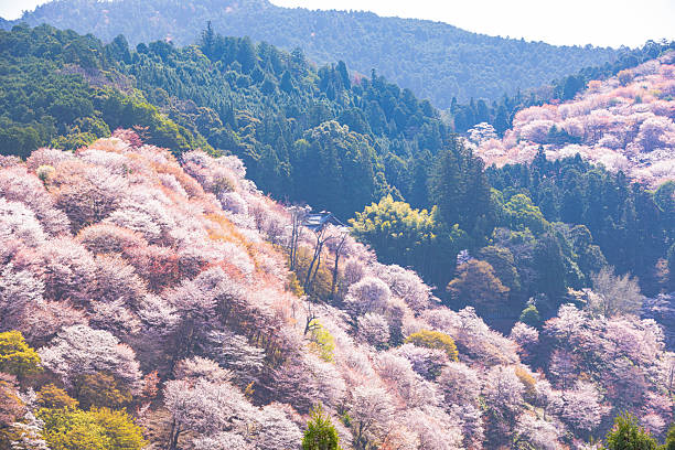 istock Mount Yoshino, Nara Prefecture: Cherry blossoms in full bloom 2209025769