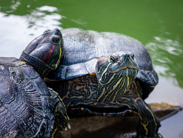istock Domestic turtle Red-eared Pond slider, Common slider in nature. 2209026239