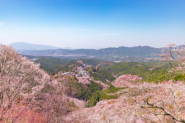 istock Mount Yoshino, Nara Prefecture: Cherry blossoms in full bloom 2209026795