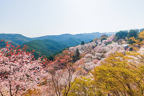 istock Mount Yoshino, Nara Prefecture: Cherry blossoms in full bloom 2209027072
