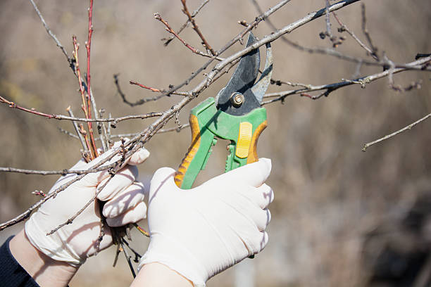 istock Female hands doing spring pruning of fruit trees with pruning shears, garden care 2209027799