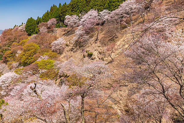 istock Mount Yoshino, Nara Prefecture: Cherry blossoms in full bloom 2209027833