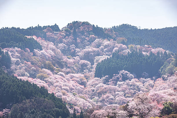 istock Mount Yoshino, Nara Prefecture: Cherry blossoms in full bloom 2209027984