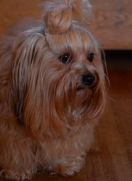 istock Russian ginger dog of the Russian colored bichon (bolonka tsvetna) breed 2209028342