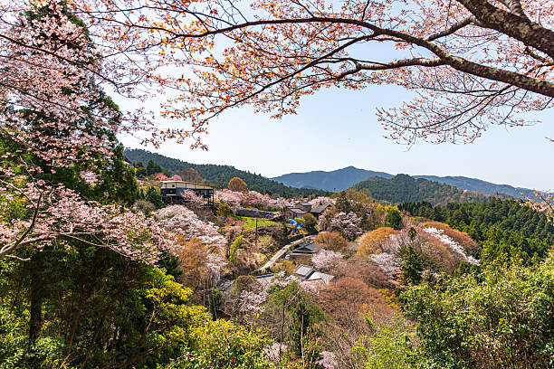 istock Mount Yoshino, Nara Prefecture: Cherry blossoms in full bloom 2209028456