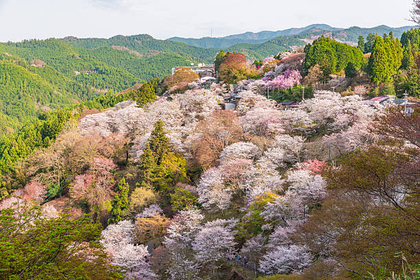 istock Mount Yoshino, Nara Prefecture: Cherry blossoms in full bloom 2209029259