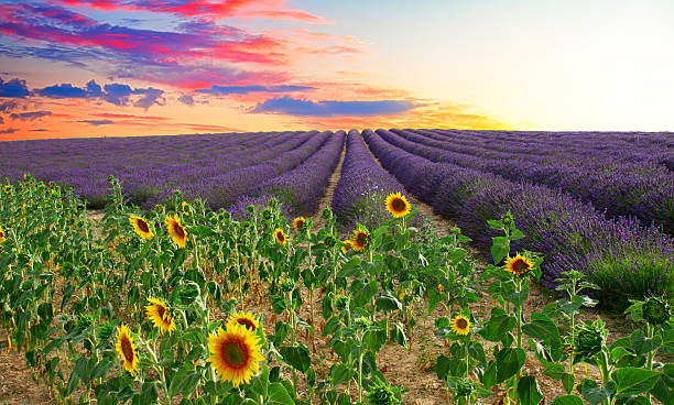 istock Sunflower and Lavender field 2209029300