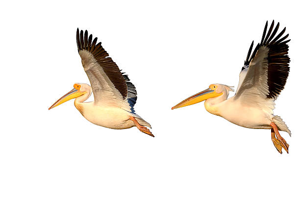 istock About the life of white pelicans 2209029388
