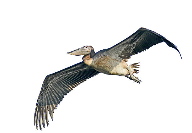 istock Young white pelican in flight isolated on white background 2209029393