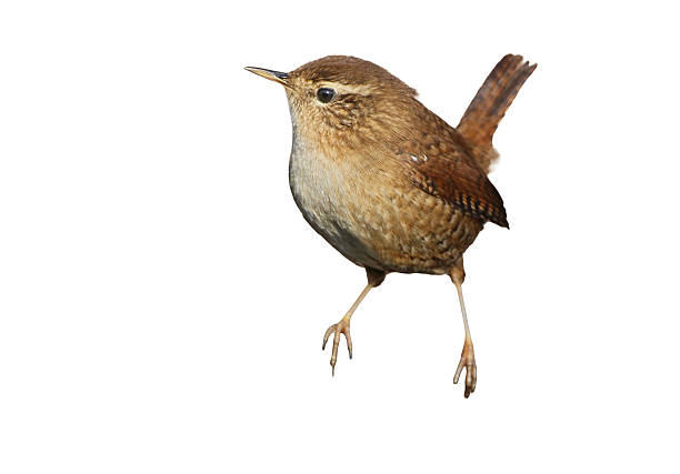 istock Fresh Eurasian Wren  isolated on white background 2209029404
