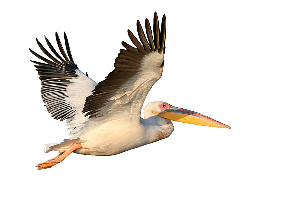 istock White pelican flight toward sunrise isolated on white background 2209029412