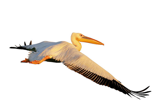 istock White pelican flight toward sunrise 2209029416