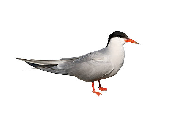 Common tern close up portrait solated on white background
