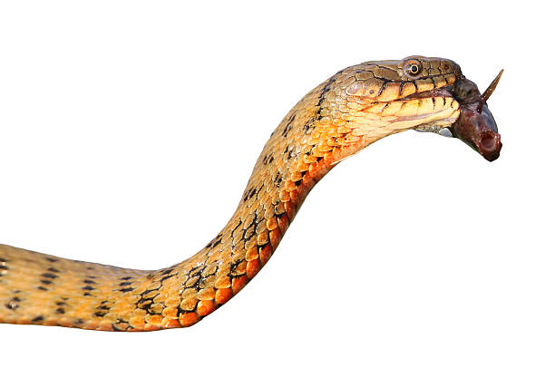 istock The dice snake (Natrix tessellata) caught a fish isolated on white background 2209029428