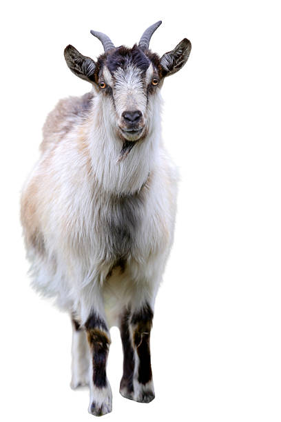 istock Funny domestic goat isolated on white background 2209029429