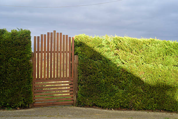 Wooden gate in garden hedge