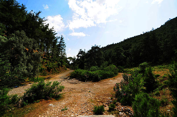 Landscape. Low pine trees in the foreground and mountain