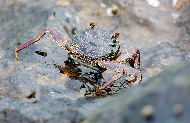 istock A crab is standing on a rock in the water 2209030731