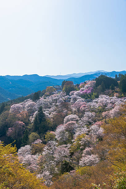 istock Mount Yoshino, Nara Prefecture: Cherry blossoms in full bloom 2209031097