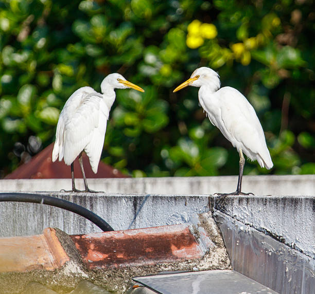 istock Two white birds standing on a ledge, one of which is looking at the other 2209031656