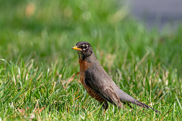 istock The American robin foraging in the grass. 2209032322