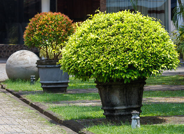 A large green bush is in a large pot next to two smaller bushes. The large pot is on a brick walkway
