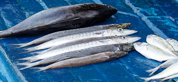 istock A blue surface with a variety of fish on it 2209033308
