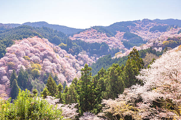 istock Mount Yoshino, Nara Prefecture: Cherry blossoms in full bloom 2209033356