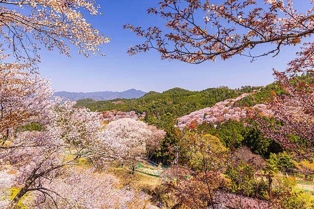 istock Mount Yoshino, Nara Prefecture: Cherry blossoms in full bloom 2209034207