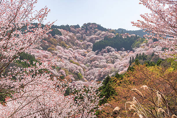 istock Mount Yoshino, Nara Prefecture: Cherry blossoms in full bloom 2209034618