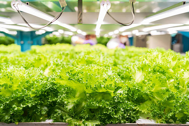 istock Green vegetables indoor vertical farm. Hydroponic vegetables plots growing on indoor vertical farm 2209034639