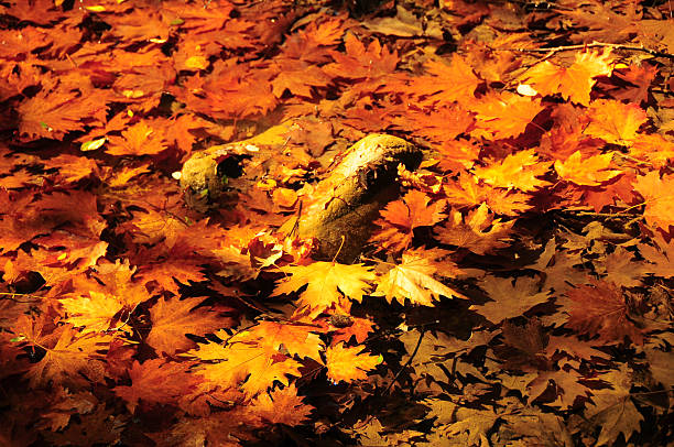 Autumn leaves on the ground
