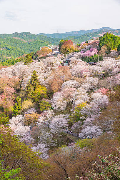 istock Mount Yoshino, Nara Prefecture: Cherry blossoms in full bloom 2209035014