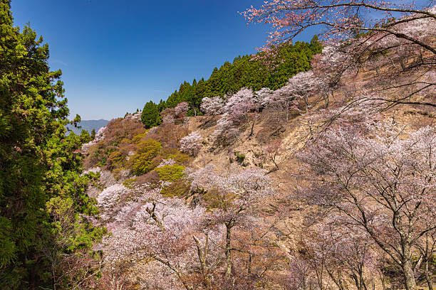 istock Mount Yoshino, Nara Prefecture: Cherry blossoms in full bloom 2209035209