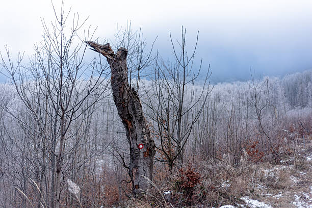 A peaceful forest during wintertime shows a frosted landscape with a lone tree marked with a hiking symbol. This image captures the serene atmosphere of nature in colder months, showing the frost covering the trees and ground. Ideal for themes related to hiking, nature, winter, and outdoor exploration.