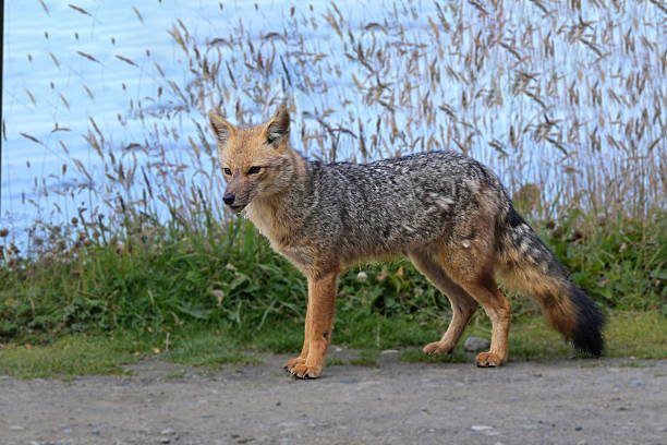 Patagonia, fauna and natural backgrounds