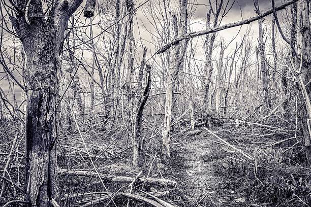 Memory of the Trees on the North Bosque River Waco TX