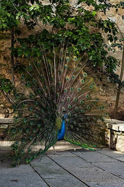 istock A majestic peacock displaying vibrant iridescent plumage with striking eye patterns. Its rich blue and green feathers create a mesmerizing, elegant, and exotic spectacle in nature 2209044302