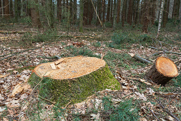 istock Freshly cut tree stump and log surrounded by fallen branches and leaves 2209044369