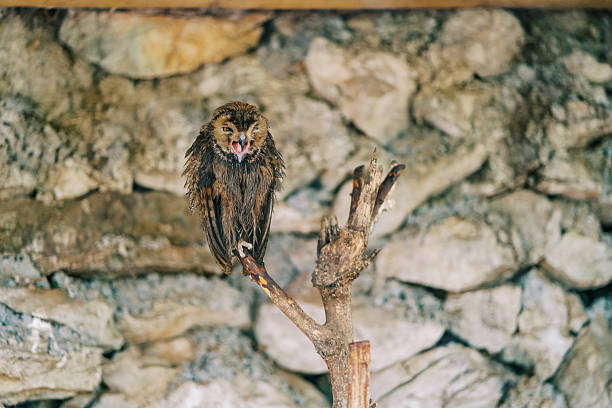 Long-eared owl with an open beak sits on a branch in a cage at the zoo. High quality photo