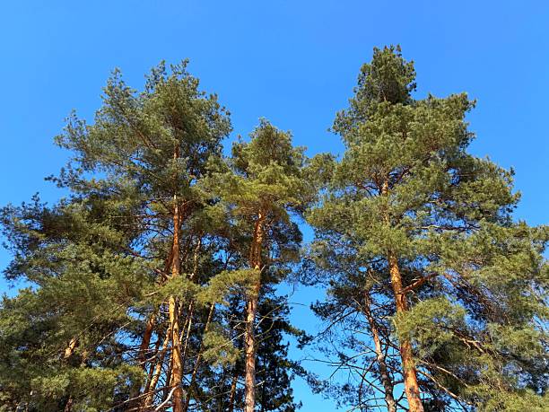 Pine trees in the conifer woodland
