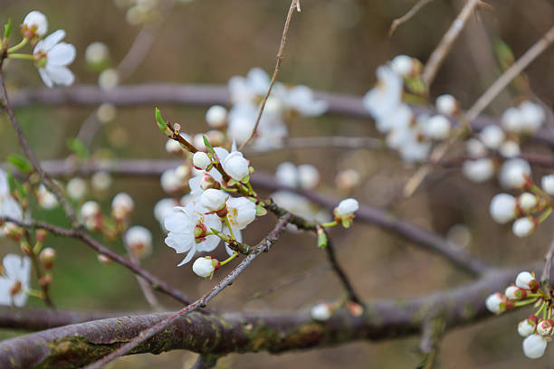 Delicate white flowers of cherry plum (Prunus cerasifera) are blooming on thin branches in early spring in a garden in Ukraine. Small five-petaled flowers densely cover the branches, among which numerous unopened buds are visible.