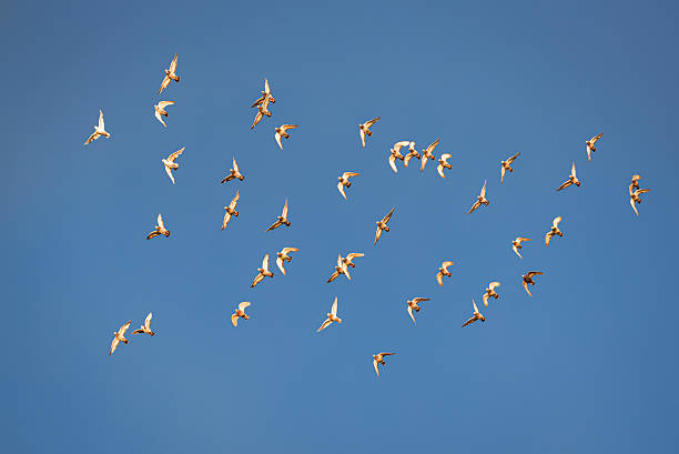 istock A group of pigeons f 2209047674