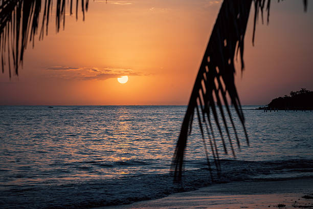 The sun rises, with palm tree leaves in the foreground,  in Montego Bay Jamaica. 2025