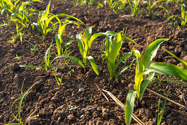 istock Young corn plants growing in cultivated agricultural field. 2209048688