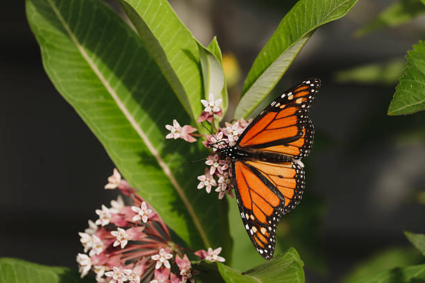 A beautiful monarch butterfly on a milkweed flower. Shot with a Canon 5D Mark IV.