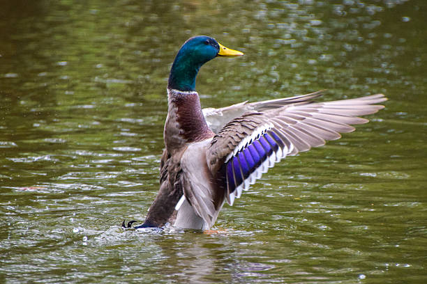 istock A mallard duck flaps his wings 2209050771