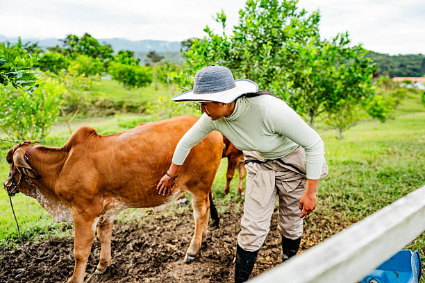 istock Young farmer woman caressing a calf at ranch farm 2209051102
