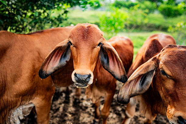 Calves at rural farm